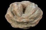Flower-Like Sandstone Concretion - Pseudo Stromatolite #70049-1